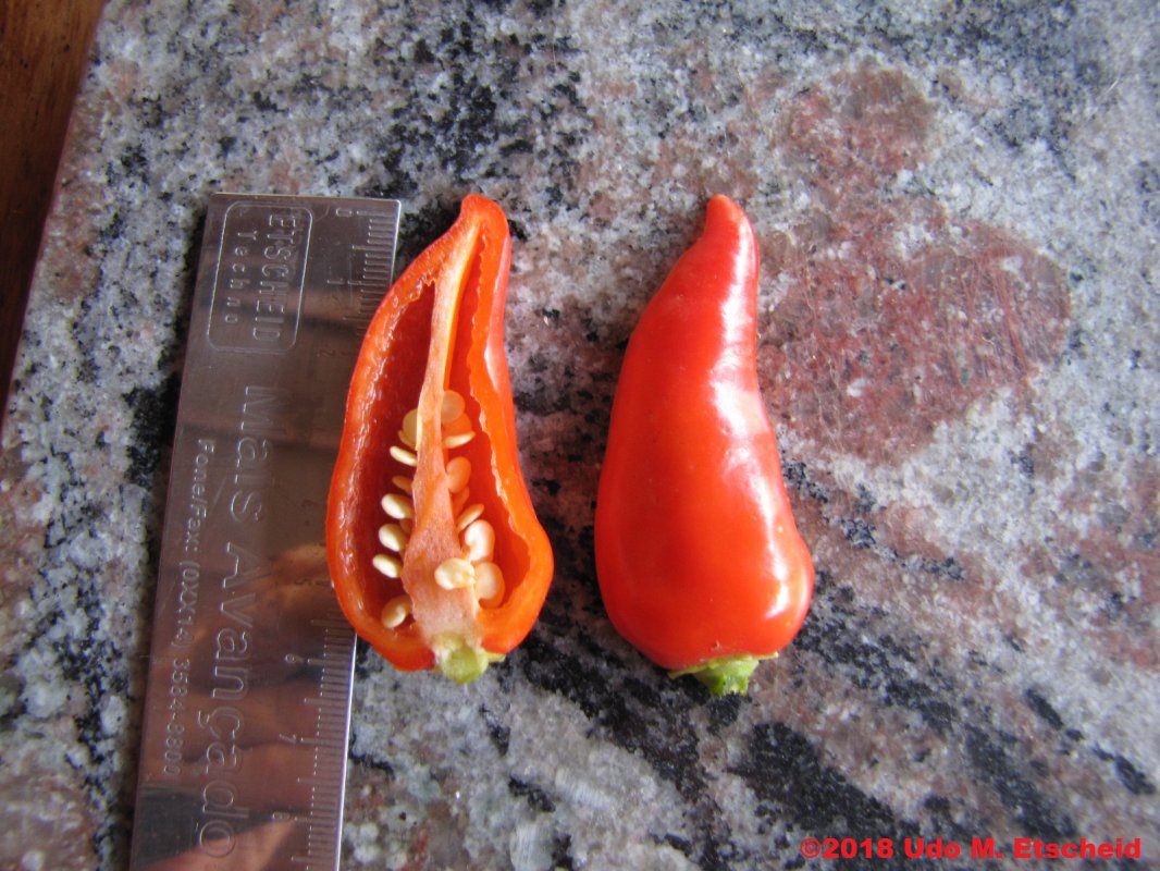 203_gueero_banana_pepper_frucht_offen_28_01_2018_ok.jpg