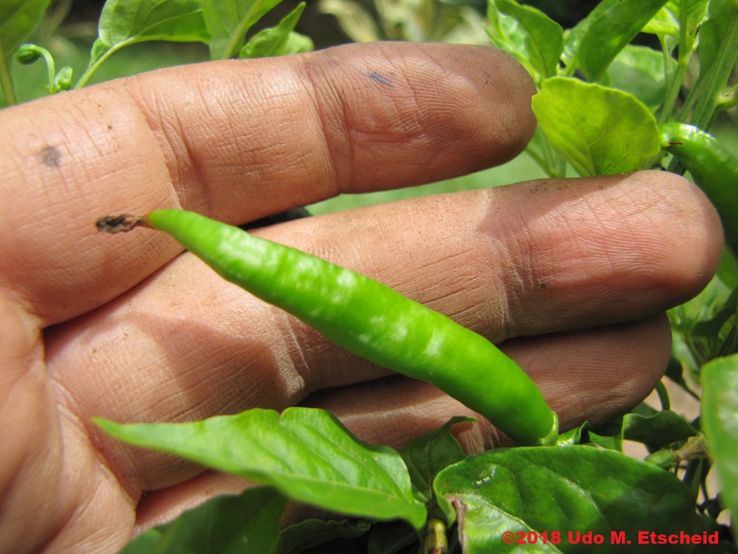 208_guampinho_de_veado_2_frucht_10_11_2018_ok.jpg