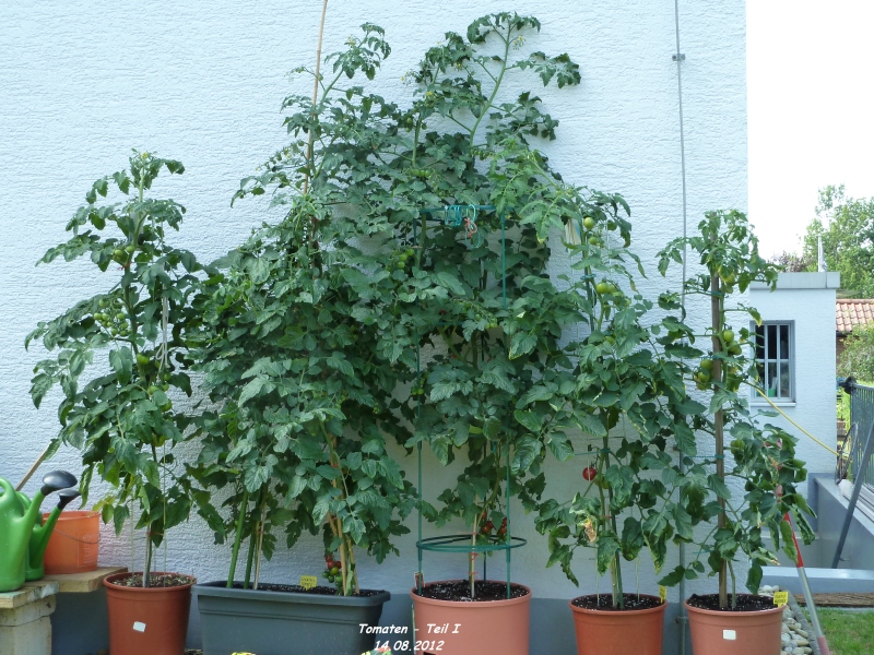 209_14.08.12_tomaten-54rdg.jpg