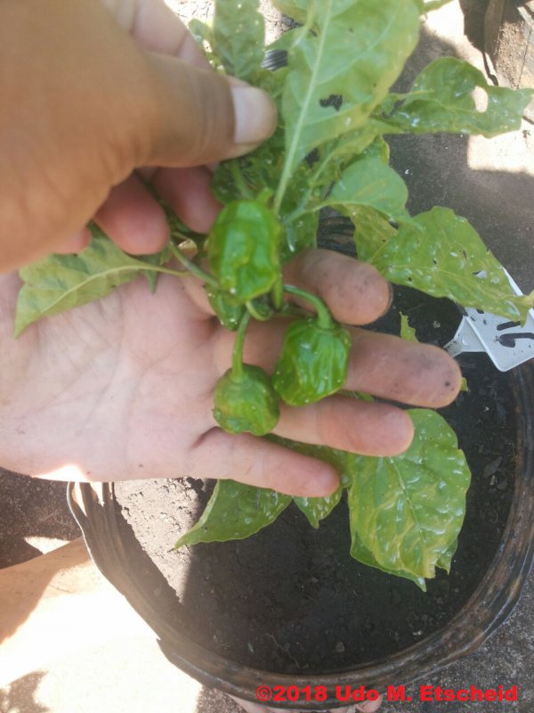 216_nagabon_frucht_02_02_2018_ok.jpg