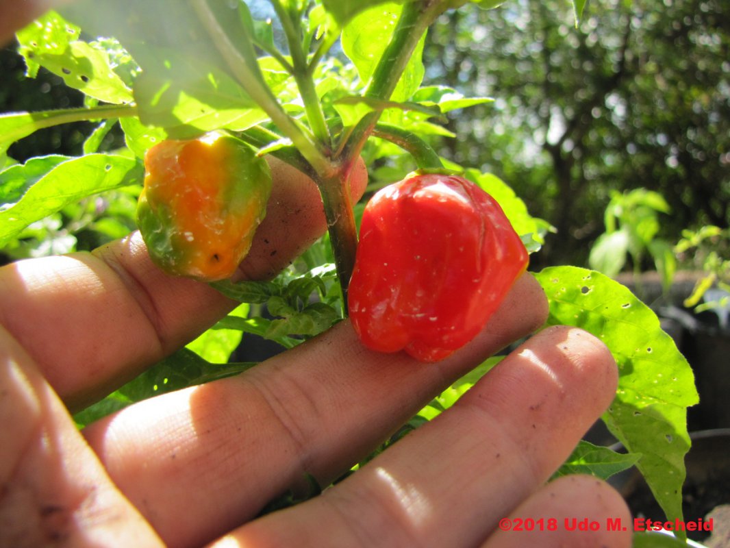 216_nagabon_frucht_23_02_2018_ok.jpg