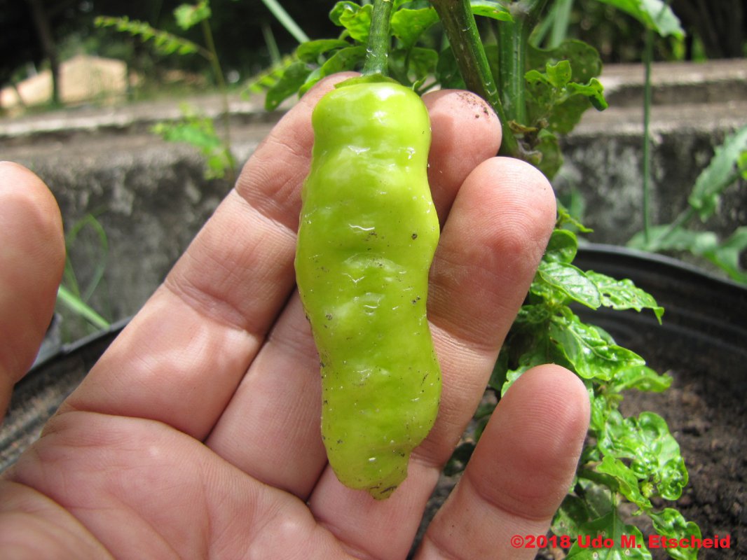 229_tiger_teeth_frucht_03_03_2018_ok.jpg