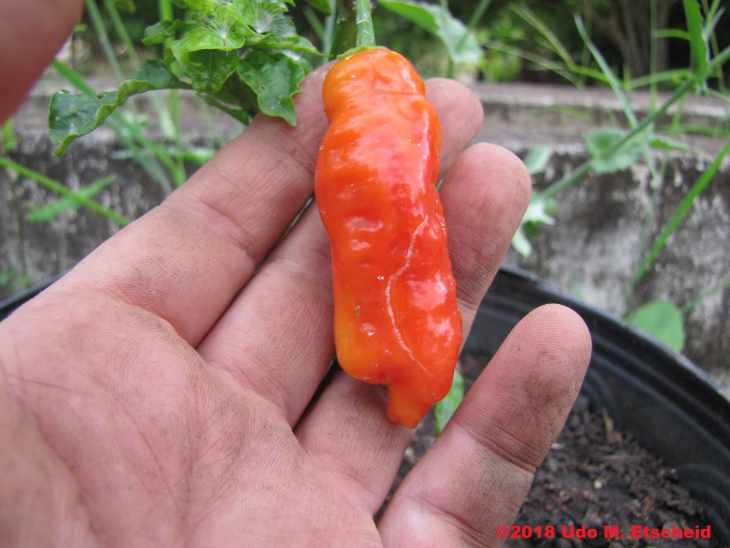 229_tiger_teeth_frucht_10_03_2018_ok.jpg