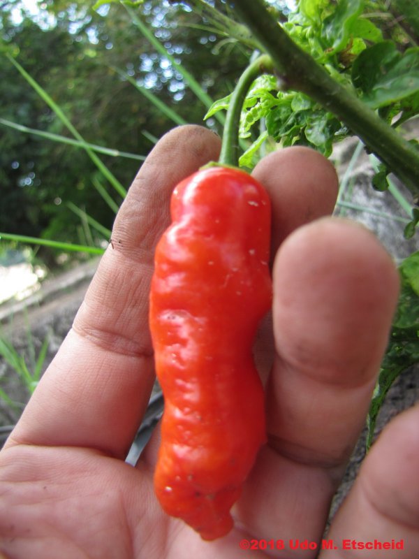 229_tiger_teeth_frucht_18_03_2018_ok.jpg