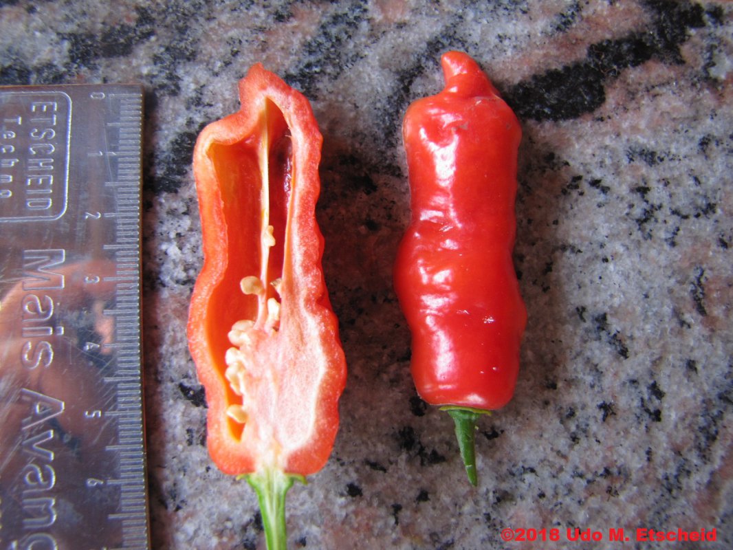 229_tiger_teeth_frucht_offen_18_03_2018_ok.jpg