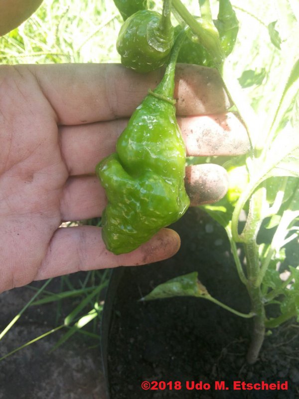 230_enormous_habanero_orange_frucht_02_02_2018_ok.jpg