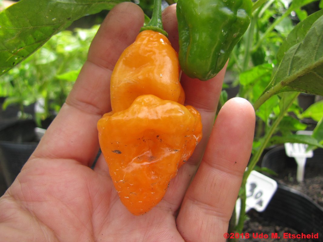 230_enormous_orange_habanero_frucht_20_02_2018_ok.jpg