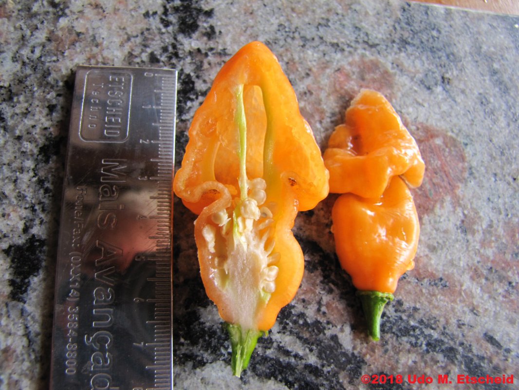 230_enormous_orange_habanero_frucht_offen_20_02_2018_ok.jpg