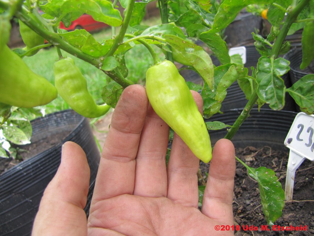 231_hb_surinam_red_frucht_10_03_2018_ok.jpg
