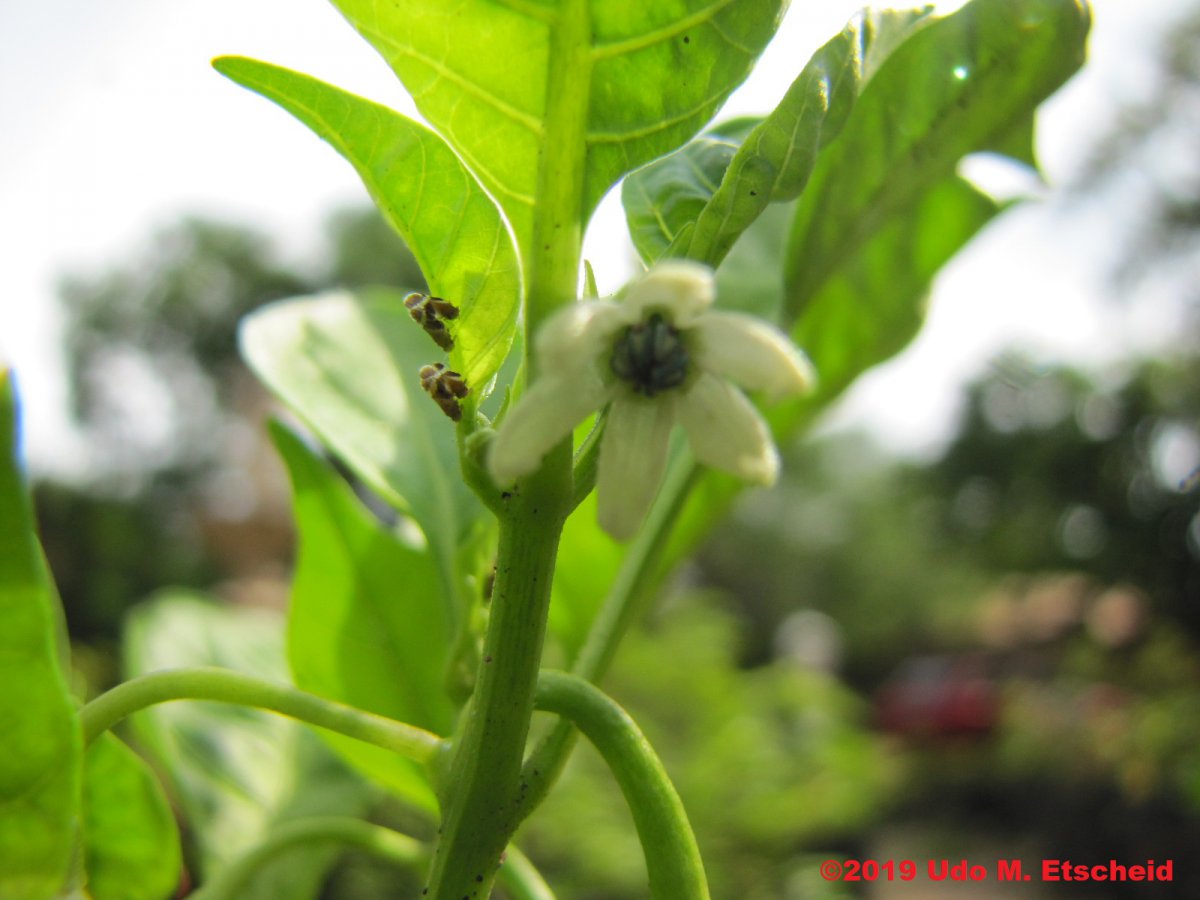 23_naga_reaper_flor_18_01_2019_ok.jpg