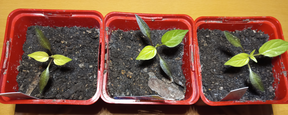 240214_Mayagelb_small.png
