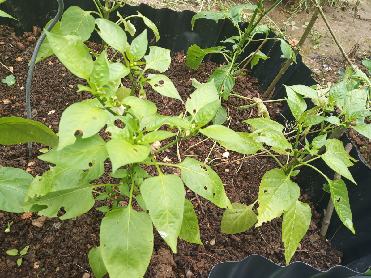 240526Naschpaprika_s.jpg