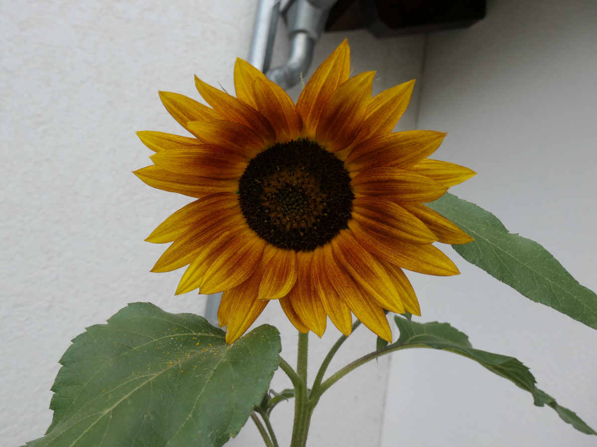 240710_Sonnenblume_orange_s.png