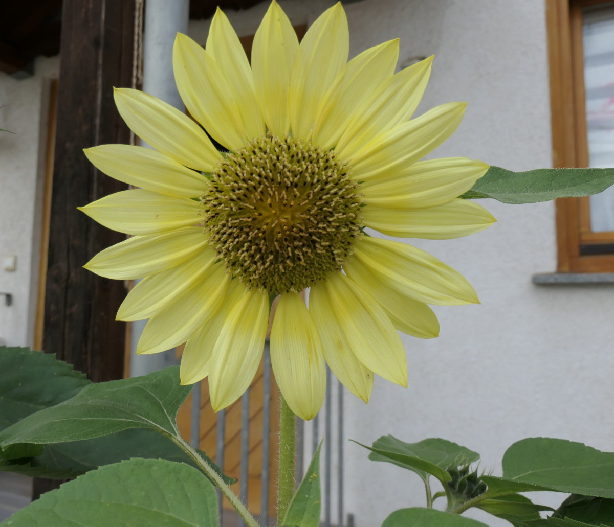 240710_Sonnenblume_zitrone_s.png