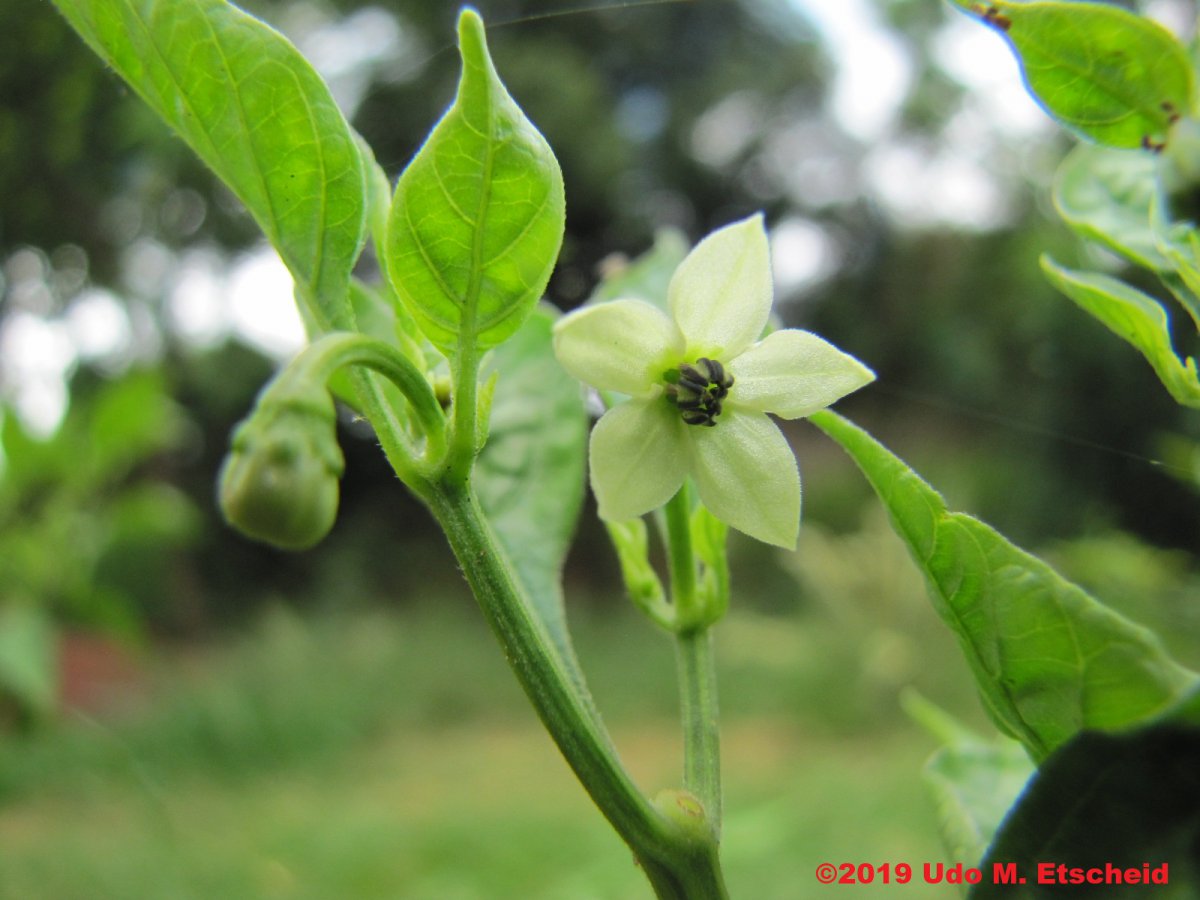 242_pitanga_amarela_flor_18_01_2019_ok.jpg