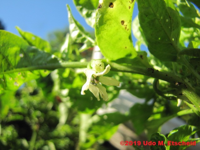 252_aji_galapagos_flor_09_02_2019_ok.jpg