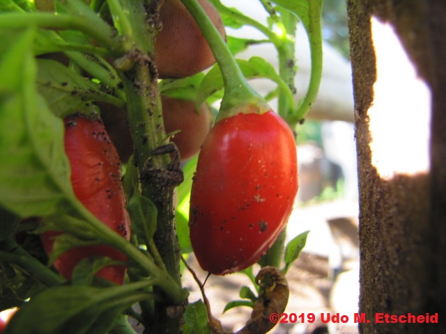 252_aji_galapagos_frucht_09_02_2019_ok.jpg