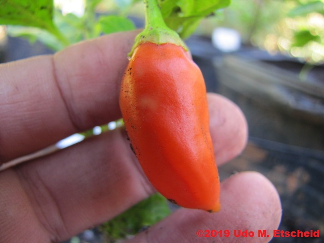 252_aji_galapagos_frucht_26_01_2019_ok.jpg