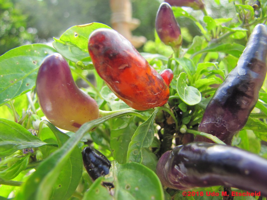 257_banho_do_anjo_4_frucht_20_02_2018_ok.jpg