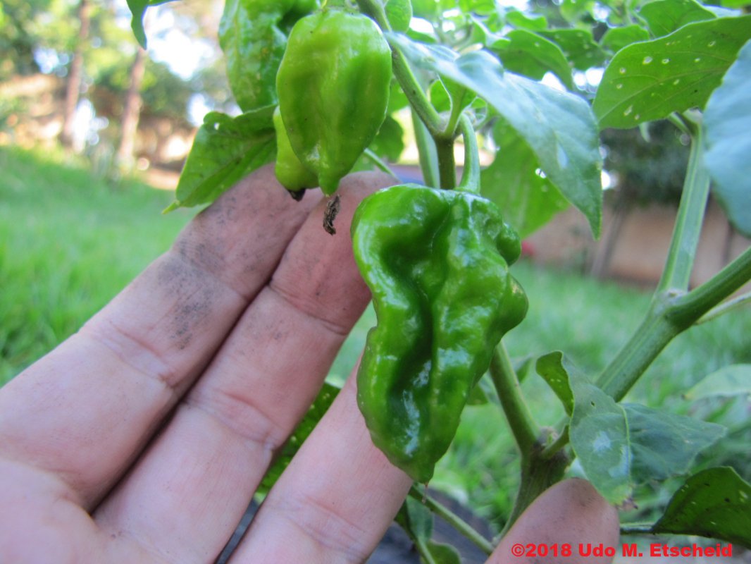 259_banho_do_anjo_8_frucht_07_04_2018_ok.jpg