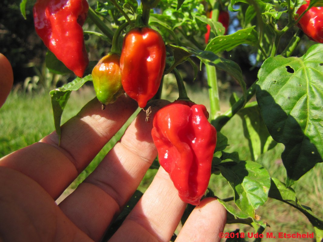 259_sajeevs_naga_frucht_25_04_2018_ok.jpg