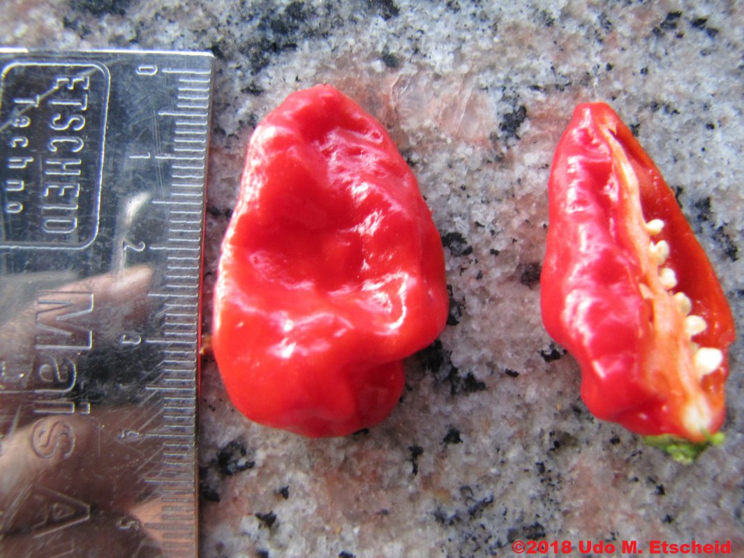 259_sajeevs_naga_frucht_offen_25_04_2018_ok.jpg
