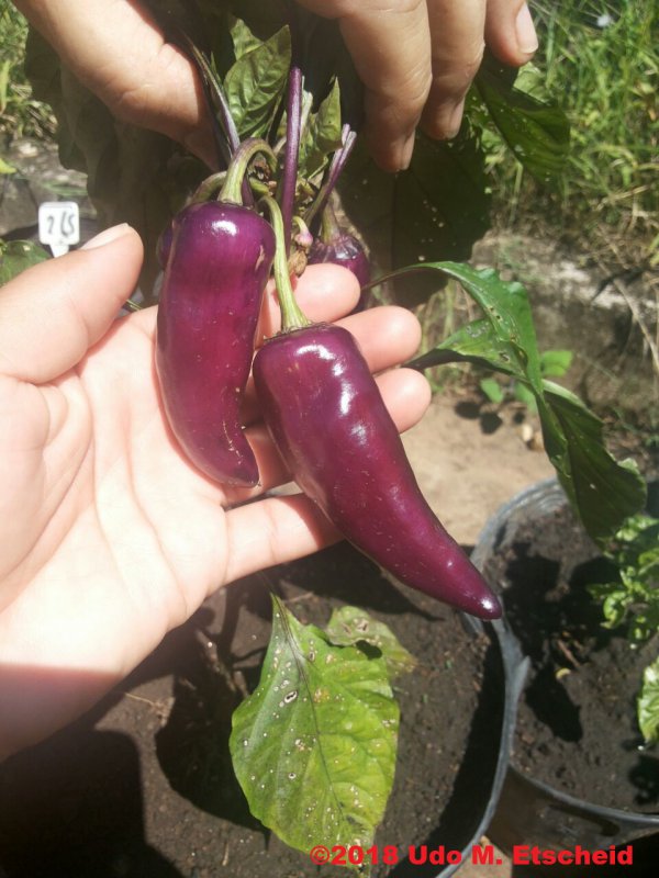 261_cayenne_purple_frucht_02_02_2018_ok.jpg