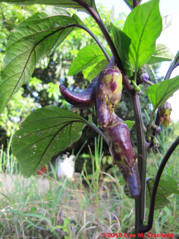 261_cayenne_purple_frucht_22_01_2018_ok.jpg