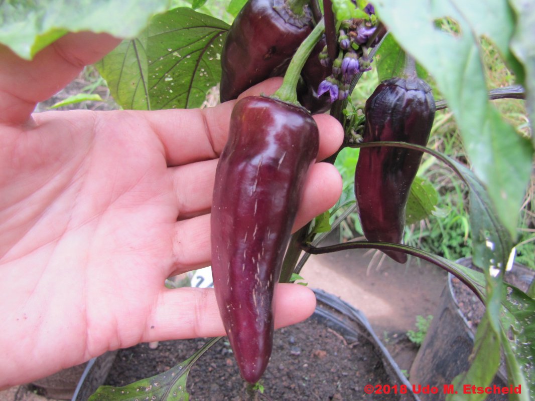 261_jalapeno_purple_frucht_19_02_2018_ok.jpg