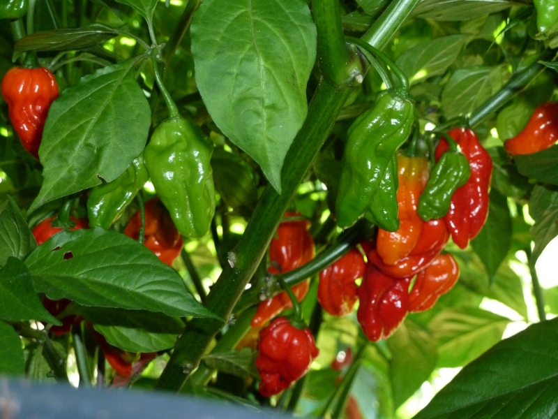 262_10.09.11_vermutlic5ud8.jpg