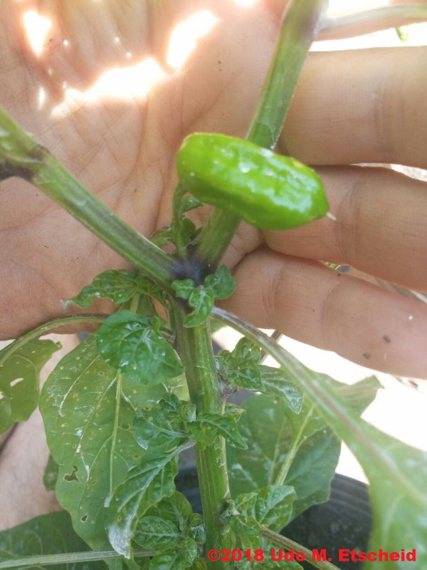 263_banho_do_anjo_3_frucht_02_02_2018_ok.jpg