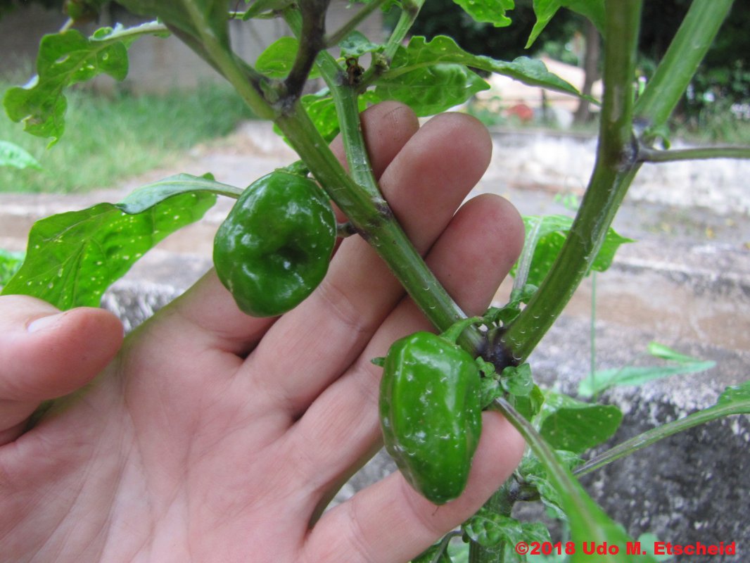263_banho_do_anjo_3_frucht_19_02_2018_ok.jpg