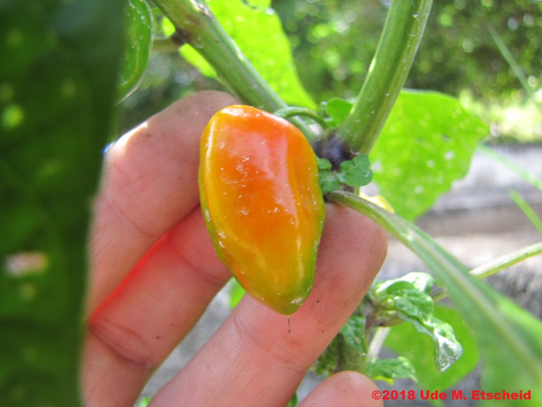 263_banho_do_anjo_3_frucht_23_02_2018_ok.jpg