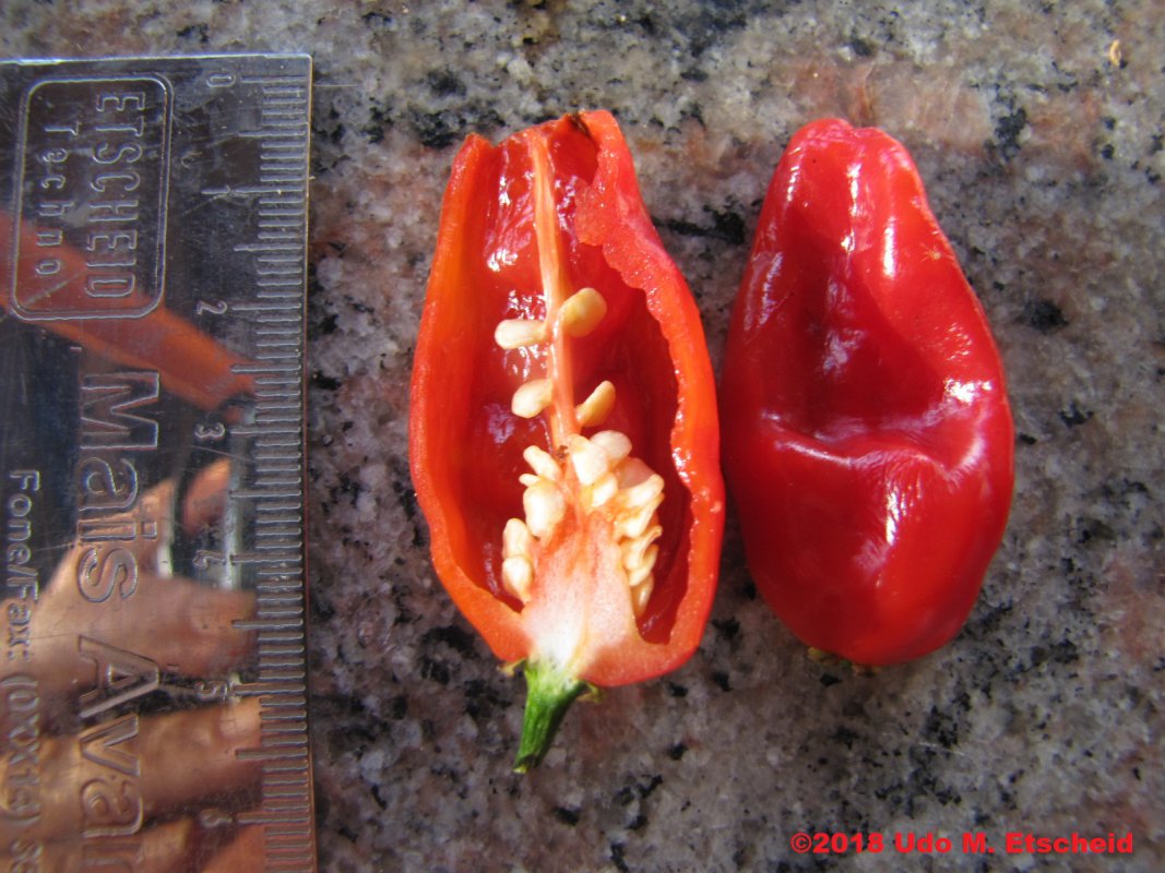 263_laal_shaitaan_frucht_offen_31_12_2018_ok.jpg