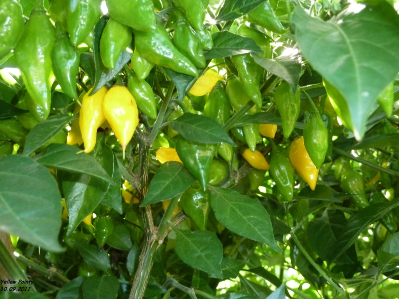 264_10.09.11_yellowpoiku7u.jpg
