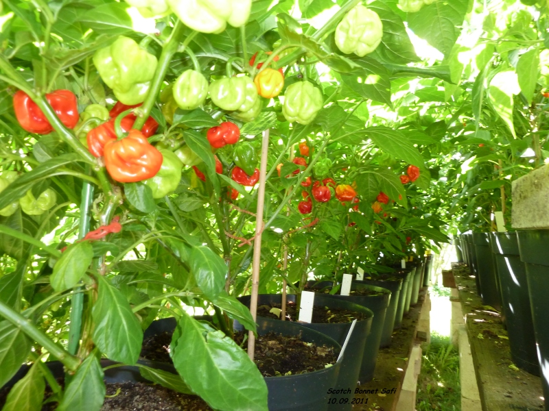 266_10.09.11_scotchbonguon.jpg