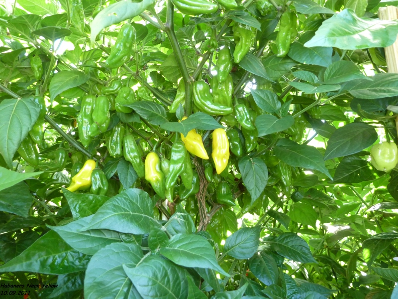 267_10.09.11_habaneronbuke.jpg