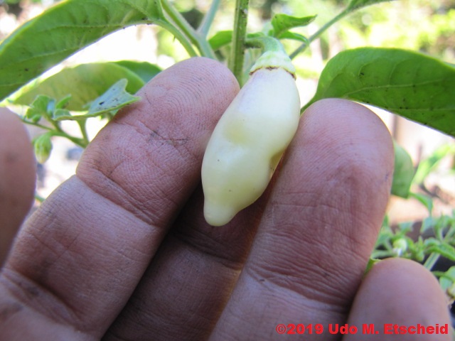 267_aji_melocoton_frucht_09_02_2019_ok.jpg