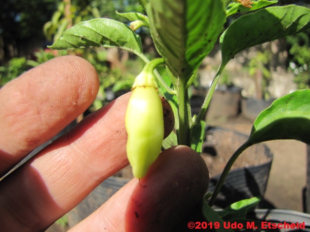 267_aji_melocoton_frucht_26_01_2019_ok.jpg