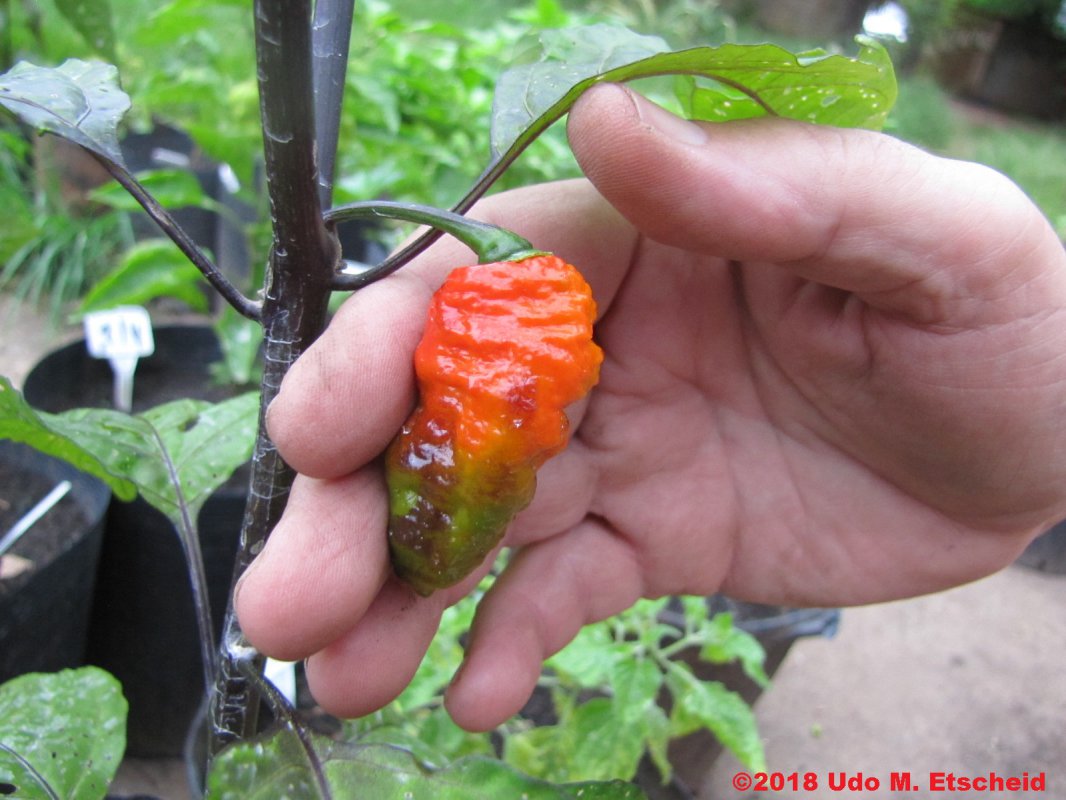 268_maldivian_heart_x_purple_bhut_frucht_19_02_2018_ok.jpg