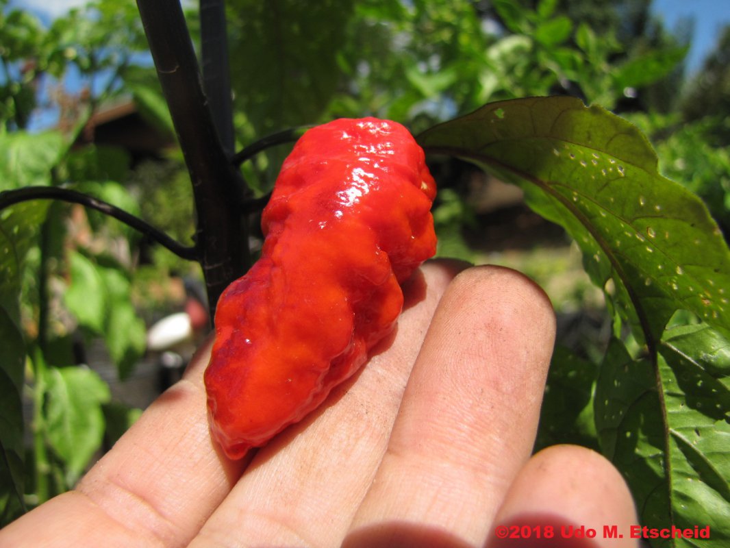 268_maldivian_heart_x_purple_bhut_frucht_23_02_2018_ok.jpg