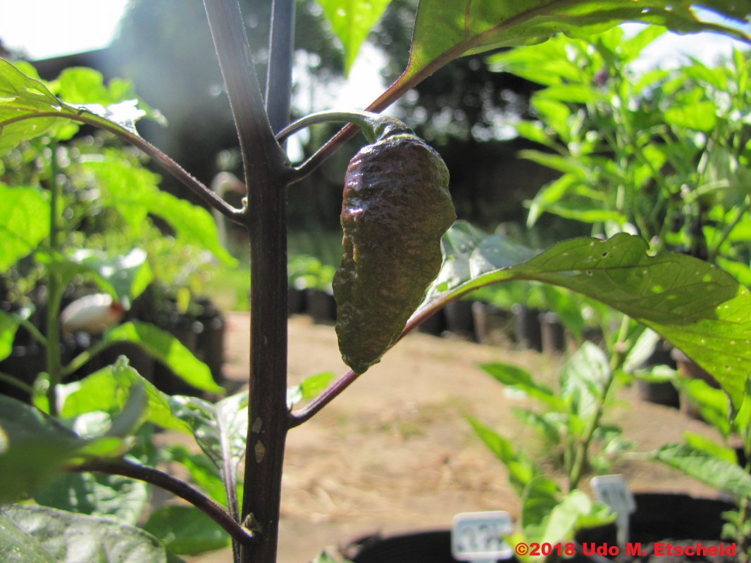 268_maldivian_heart_x_purple_bhut_frucht_28_01_2018_ok.jpg