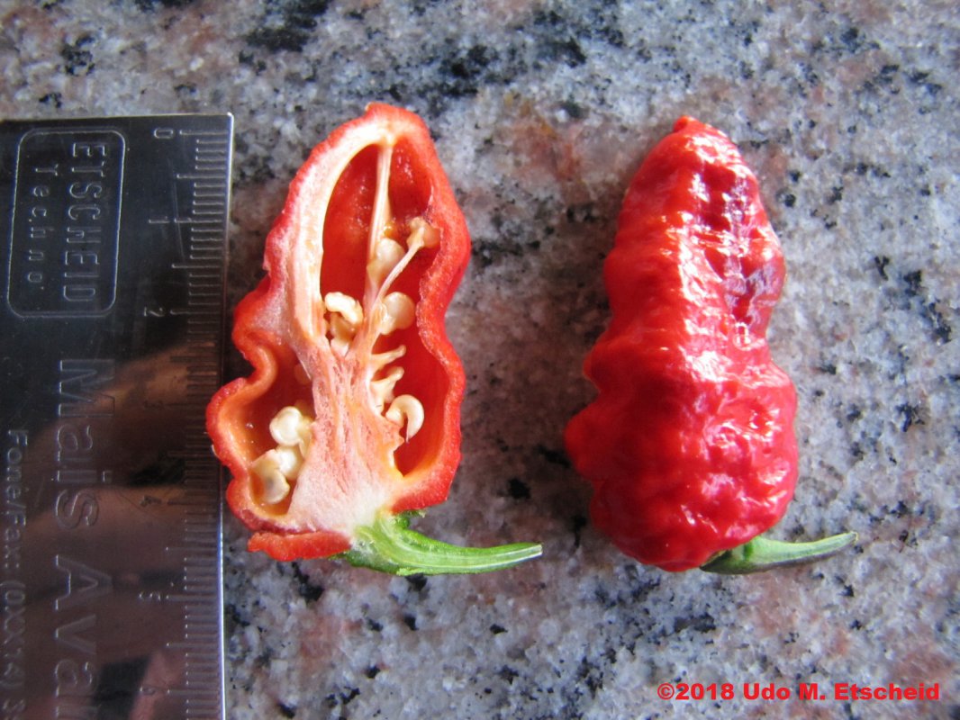 268_maldivian_heart_x_purple_bhut_frucht_offen_24_02_2018_ok.jpg