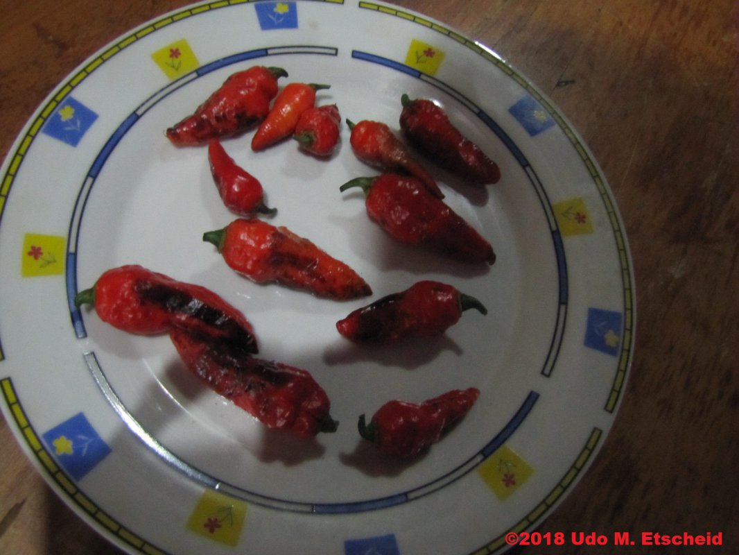 270_maldivian_heart_x_purple_bhut_ernte_18_03_2018_ok.jpg