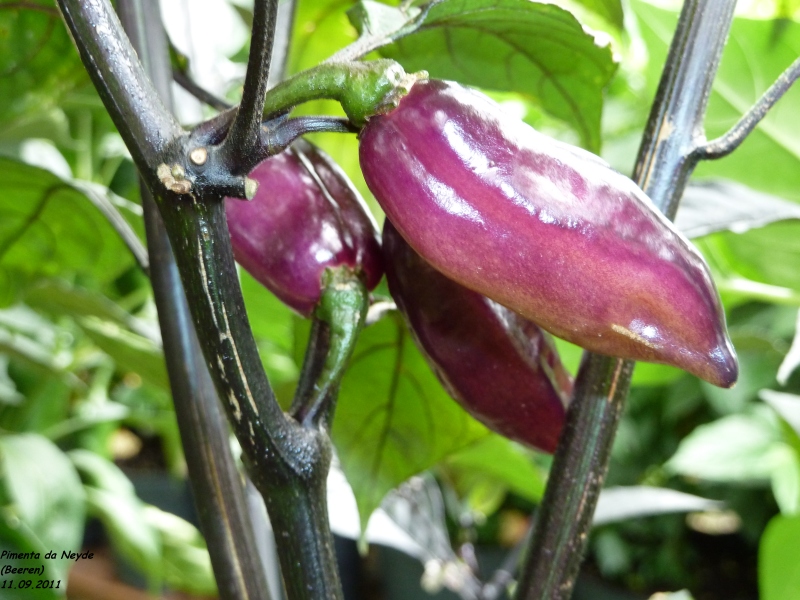 271_11.09.11_pimentadadueu.jpg