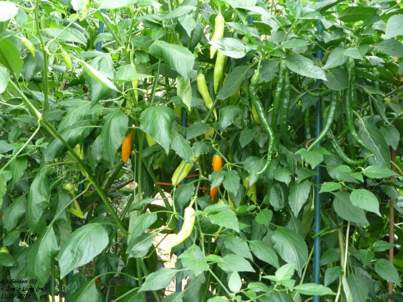 272_11.09.11_ajigoldenguc9.jpg