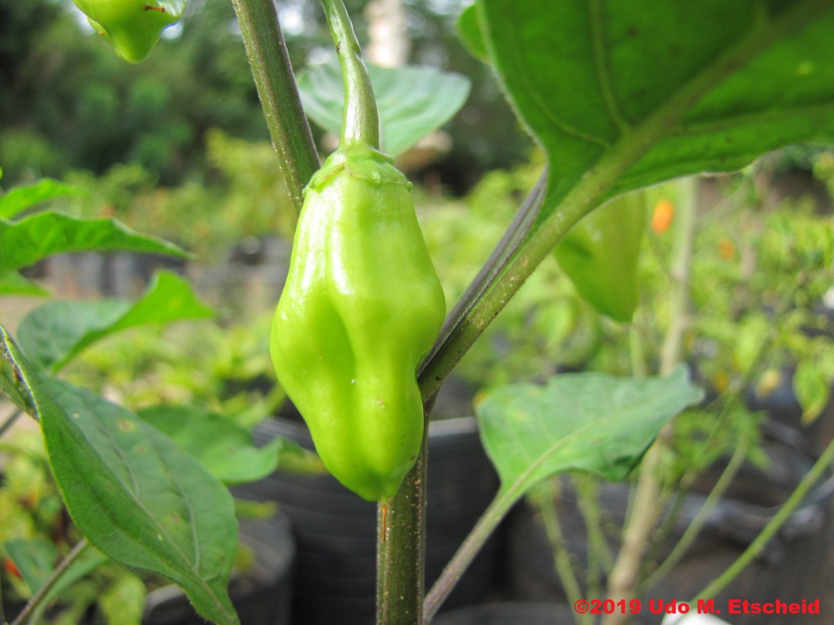 274_aji_cachucha_frucht_13_01_2019_ok.jpg