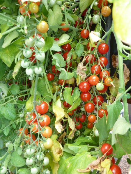 275_11.09.11_tomatemickuze.jpg