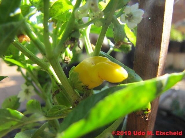 276_peter-Pepper_yellow_frucht_09_02_2019_ok.jpg