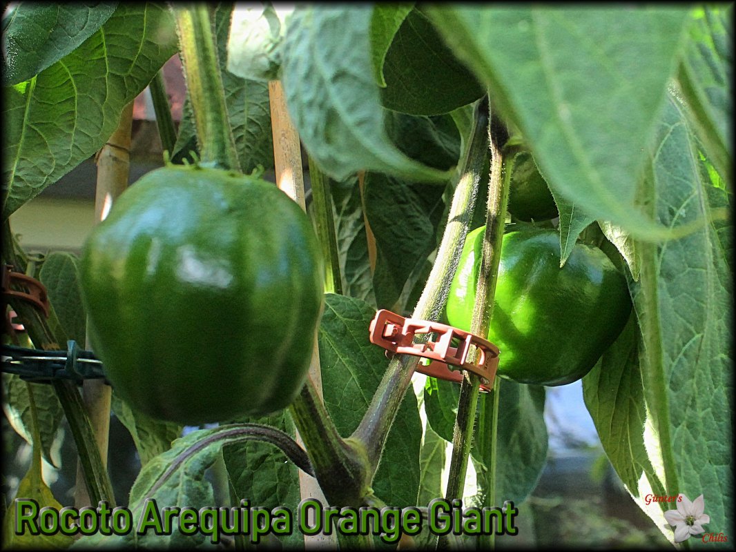 2_Rocoto Arequipa Orange Giant.jpg